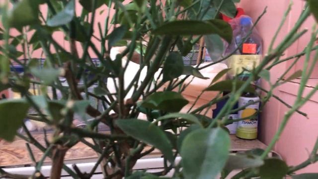 Обрезка цитрусовых. Избегаем ошибок.Цитрусы в доме и мн. другое смотреть онлайн