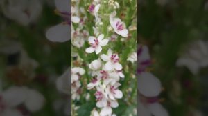 цветение коровяка (вербаскум)