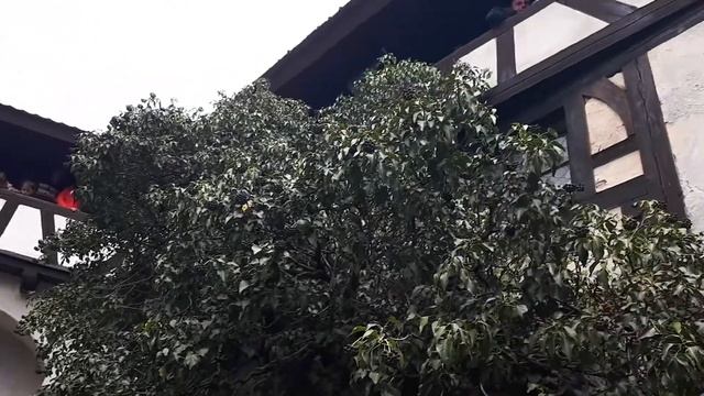 Вечеринка в замке Дракулы смотреть онлайн