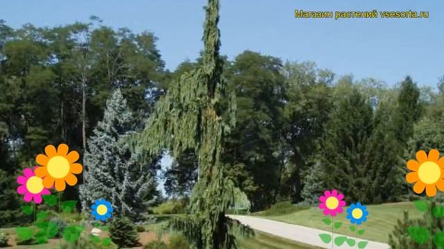 Кипарисовик нутканский Грин Эрроу. Краткий обзор, описание chamaecyparis nootkatensis Green Arrow смотреть онлайн