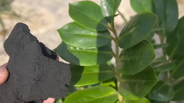 Разбудите Замиокулькас и Он Бешено Пойдет в Рост, Стимулируем Активный Рост Листвы и Клубней! смотреть онлайн