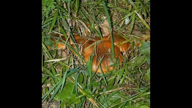 Осень смотреть онлайн