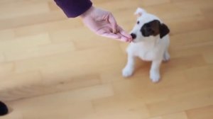 3 СОБАКИ - ОДИН ДЕНЬ В ГОСТИНИЦЕ ДЛЯ СОБАК У ЭЛЛИ ДИ _ Elli Di Pets