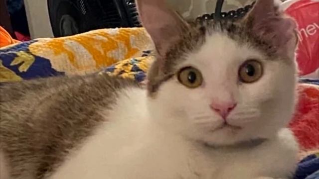 Рваные уши и лишь треть от хвоста. Бездомный котёнок изменился до неузнаваемости, невероятно смотреть онлайн