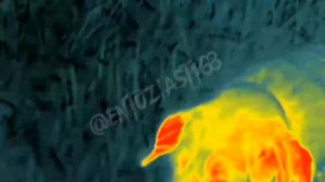 Venox Oko Lrf и Жан