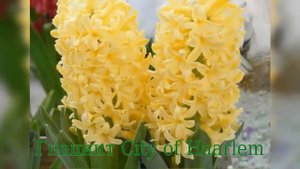 Гиацинт City of Haarlem (Сити оф Харлем)