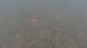 Балансиры,бокоплавы и зимние блёсна под водой