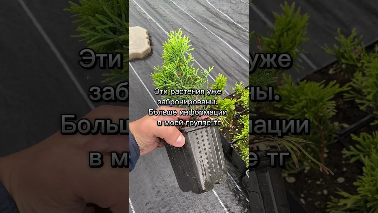 Туя Смарагд на доращивание. Самый популярный сорт