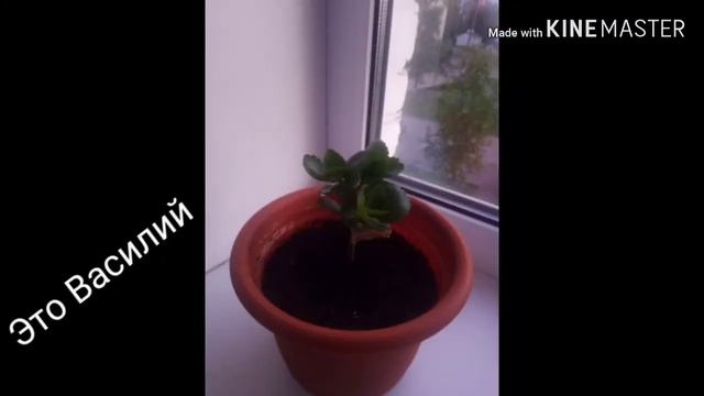 Мои лучшие друзья (когда уже нечего снимать) /читать описание смотреть онлайн