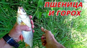 ПШЕНИЦА и ГОРОХ на ОКЕ. Это рыба или зацеп? Рыбалка в конце июня.