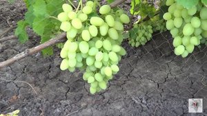 Сорт Винограда Зарница. Виноград 2015.