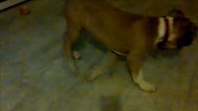 amstaff chasing the laser pen смотреть онлайн