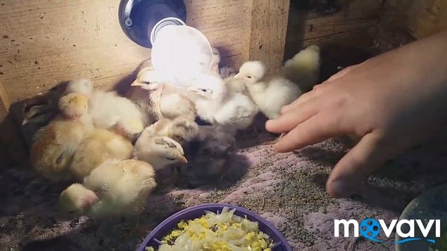 РАЗБОРКИ ЗА НЕОПЛОДНОЕ ГУСИНОЕ ЯЙЦО!! БРОЙЛЕРНАЯ БЕНТАМКА)) смотреть онлайн