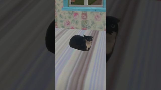 Кот Максвелл в кроватке #котмаксвелл #максвелл #maxwell #maxwellthecat смотреть онлайн