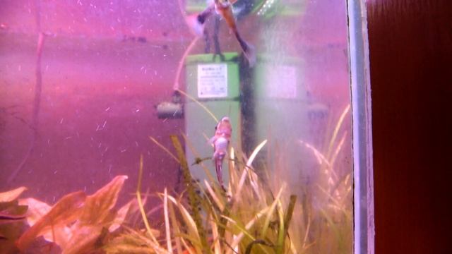 Отоцинклюсы в аквариуме смотреть онлайн