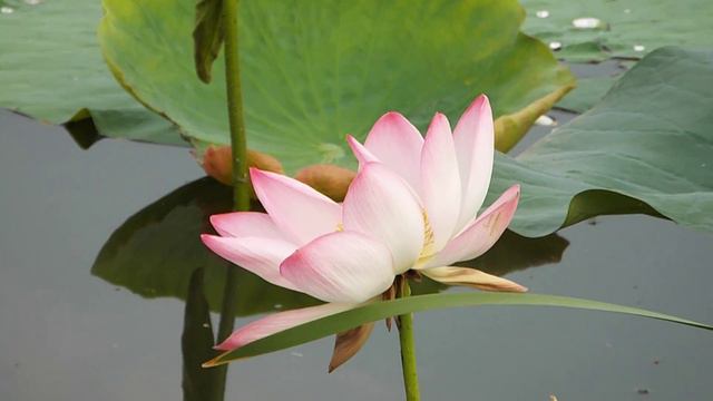 ВИДЕО ЦВЕТЕНИЕ ЛОТОСА = ПВН 2015 ГОД 46 смотреть онлайн