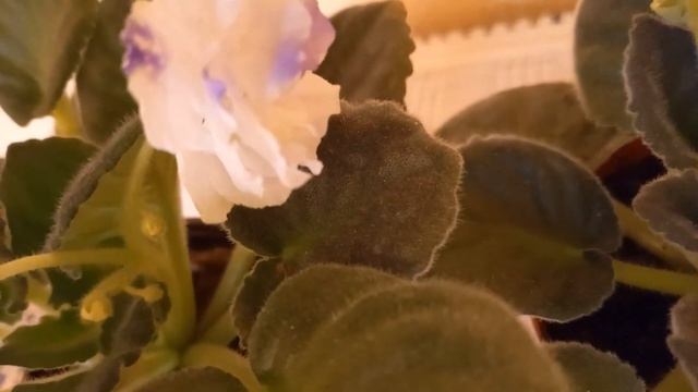 ЕКАТЕРИНА С ДНЕМ РОЖДЕНИЯ #Екатеринасднемрождения#поздравляю#январь смотреть онлайн