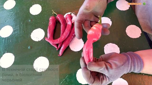 Слонячий Хобот сорт гострого перцю, ідеальний для вашого городу. смотреть онлайн