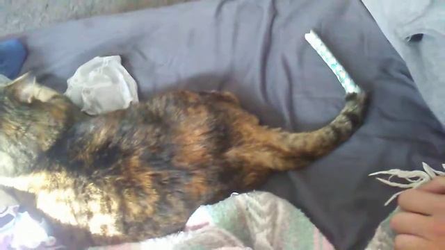 Cat itch back twitch Chinese finger trap смотреть онлайн