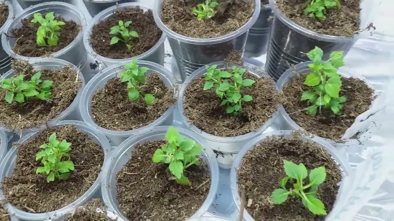 Гортензия МЕТАЛЛИКА in vitro #саженцыгортензий