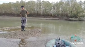 Жерех из под деревьев...