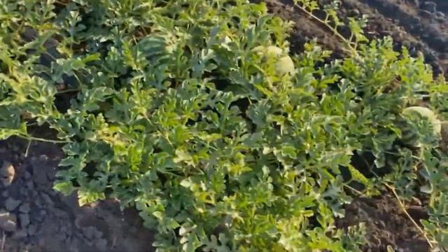 Как мы выращивали арбуз Биант на капельном поливе в 2020 году от А до Я. смотреть онлайн