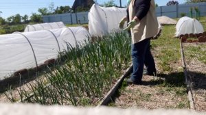 мульчирование грядок травой