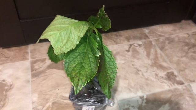 НЕ Могла Не Купить ее. смотреть онлайн