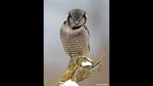 Что символизирует сова? смотреть онлайн