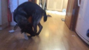 Как собака ловит свой хвост😂