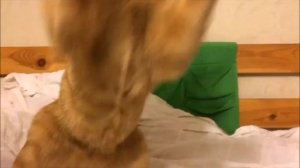 #Рыжие_котики охотятся на муху Fly ? Hunt ?