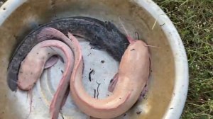 АКУЛА против ГИГАНТСКОЙ Рыбы-Пираньи