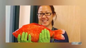 Топ-10 самых необычных домашних животных