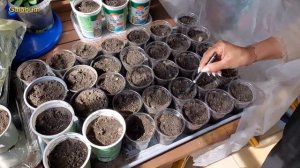 Выращивание рассады огурцов для открытого грунта. Обзор. @galabum