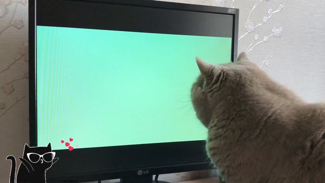 Кошка Лиза и компьютер 😻 (british shorthair cat)/ приколы с животными