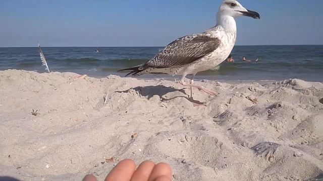 BOLD ALBATROS. СМЕЛЫЙ АЛЬБАТРОС смотреть онлайн