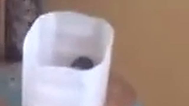 птенец скворца-выкормыш Степашка смотреть онлайн