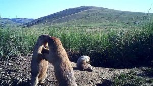 Борьба сибирского Сурка Тарбагана