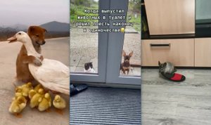 Забавные истории #4