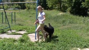 Дрессировка щенка бернского зенненхунда Ч. 3