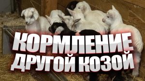 Как кормить новорожденных козлят? Кормление другой козой.