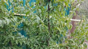 Кизил Семен.Урожай 2018 года.