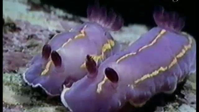 Life in the seas - for children 5 (HARUN YAHYA) смотреть онлайн