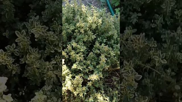 Лимонный чебрец знаете?