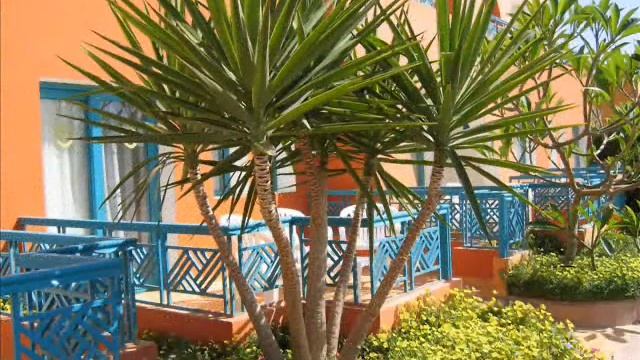 Цветы Египта смотреть онлайн