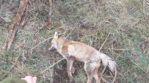 Бритохвост -Редкий зверь!?Мелкашка против, возьмёт ли?Убойность.На приваде.Вторая разбойница.