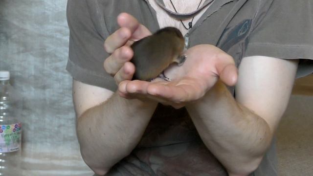 Как я стал матерью ондатры смотреть онлайн