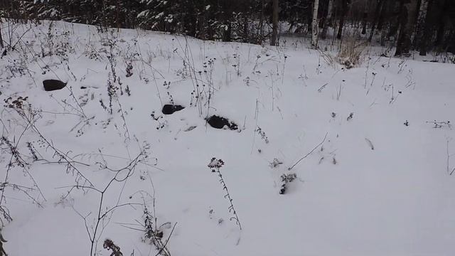 Готовлю тропку к зиме" смотреть онлайн