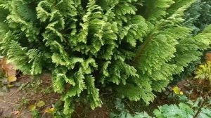 Мои красотки Туя складчатая - из семейства Кипарисовых .