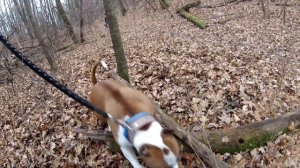 ДВОРНЯГА НАРВАЛАСЬ НА СТАФФОРДА (СТАФФОРД АТАКУЕТ)